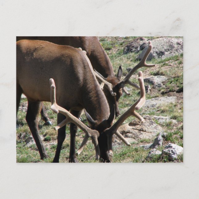 Mittagszeit Postkarte (Vorderseite)