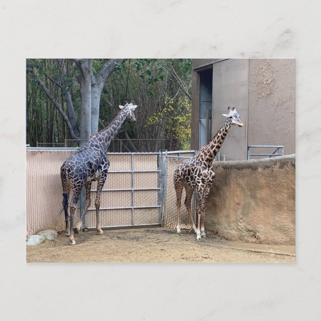 Mittagszeit Postkarte (Vorderseite)