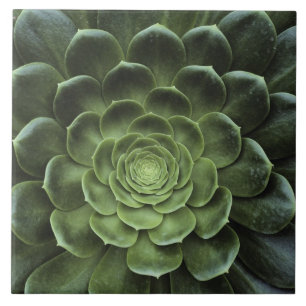 Mitte des Kaktus Fliese