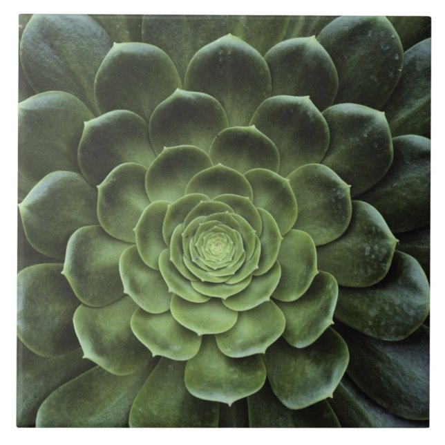 Mitte des Kaktus Fliese (Vorderseite)