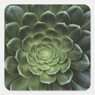 Mitte des Kaktus Quadratischer Aufkleber