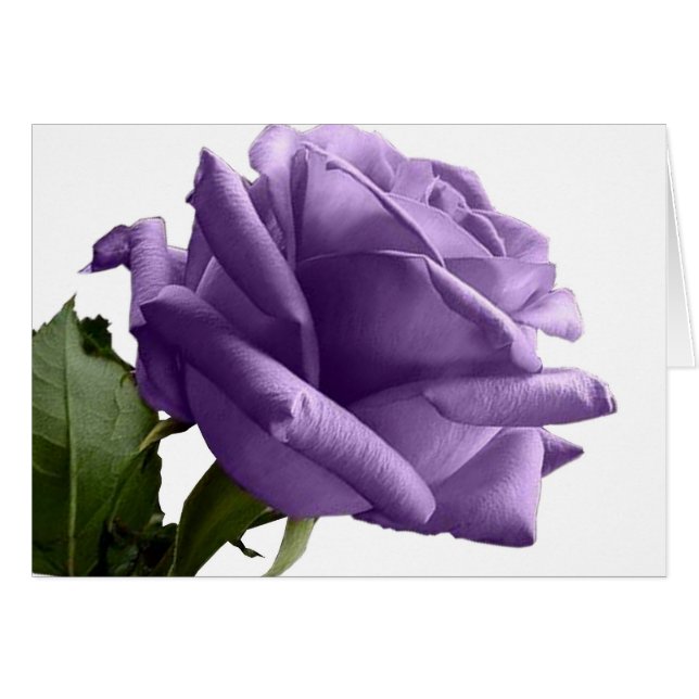Mitteilungskarten für lila Rose (Vorderseite (Horizontal))