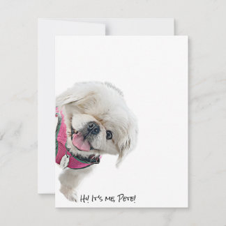 Mitteilungskarten mit Peter Rottentail