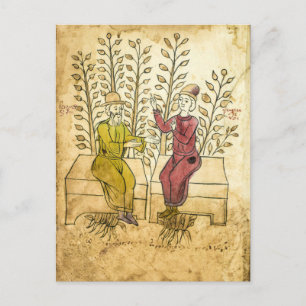 Mittelalterliches Kräutermanuskript, echtes Foto P Postkarte