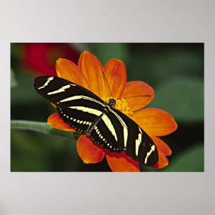 Mittelamerika, Costa Rica, Selva Verde Poster