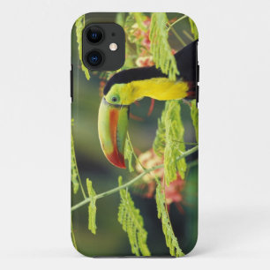 Mittelamerika, Honduras. Keilschnabeltukan Case-Mate iPhone Hülle