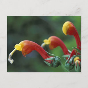 Mittelamerika, Panama, Provinz Chiriqui, Postkarte