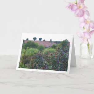 Mittelmeer-Buckthorn, Rhamnus alaternus Pflanze Karte