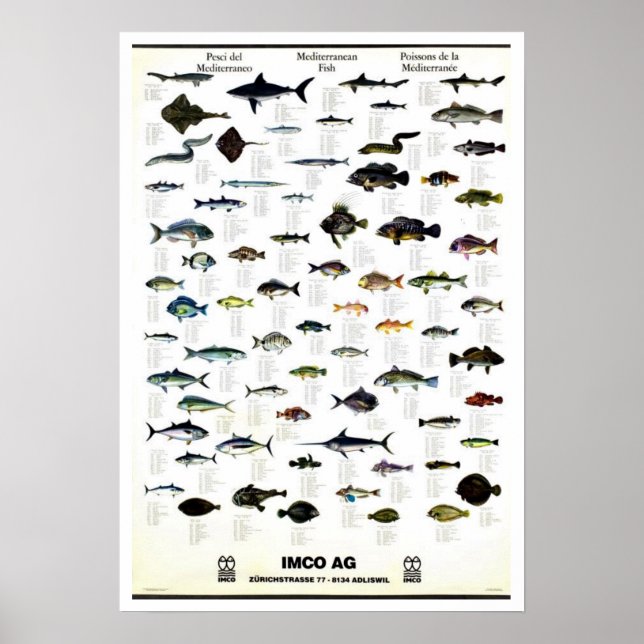 Mittelmeer Fisch Vintag Repro. Drucken Poster (Vorne)