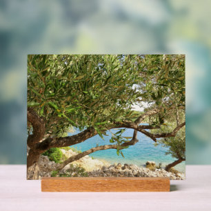 Mittelmeer-Olivenbaum Foto Acrylschild
