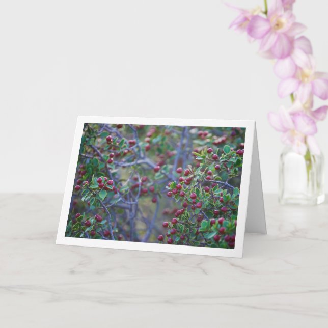 Mittelmeerküstendorn, Rhamnus Alaternus Pflanze Karte (Orchidee)