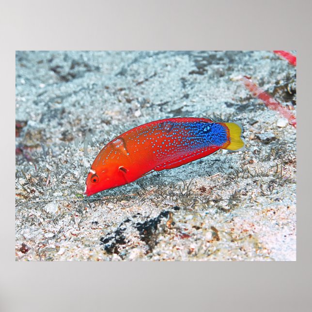 Mittelübergang Poster (Vorne)