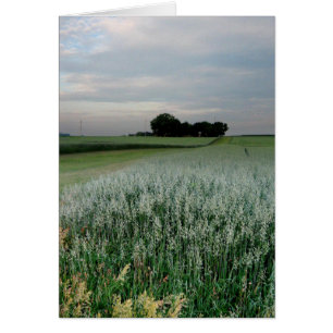 Mittelwestliches Weizenfeld