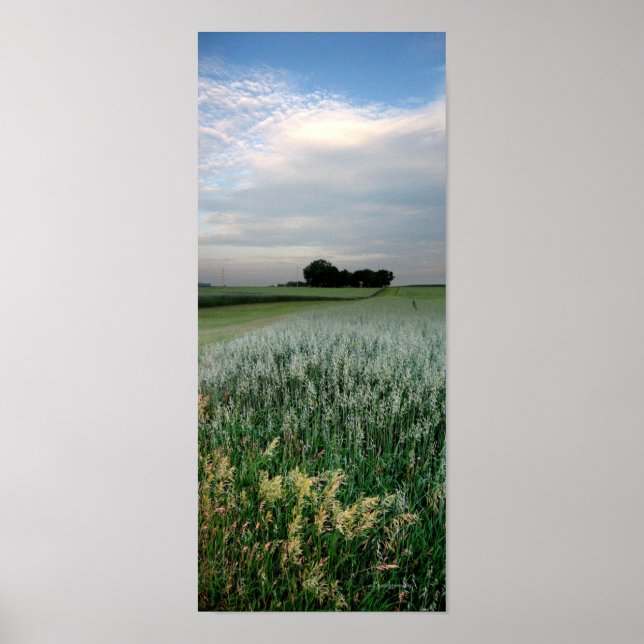 Mittelwestliches Weizenfeld Poster (Vorne)