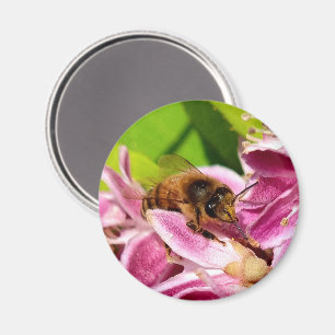 Mitten in den Blüten – Biene auf rosa Blüten Magnet