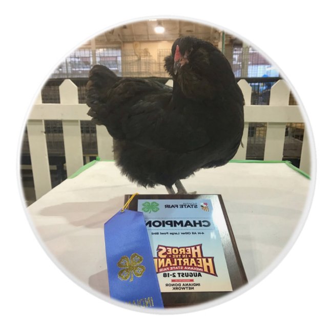 Mitternacht Ameraucana Champion Hühnerknopf ziehen Keramikknauf (Vorderseite)