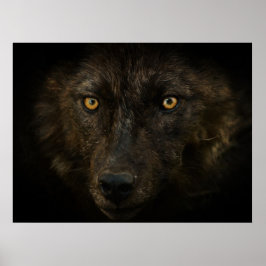 Mitternacht Blick auf Schwarzer Wolf Wildtiere Poster