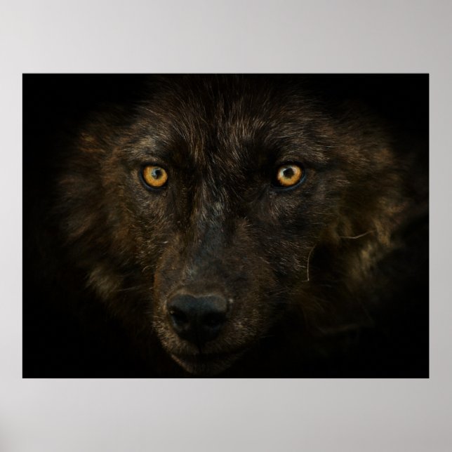 Mitternacht Blick auf Schwarzer Wolf Wildtiere Poster (Vorne)