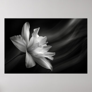 Mitternacht Blossom Print, Value Poster Paper (Mat