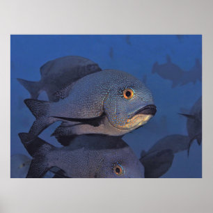 Mitternacht Snapper Poster