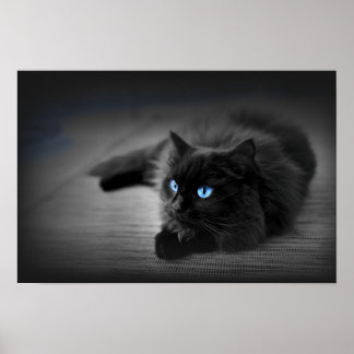 Mitternachtsblaue Augen — Schwarze Katze Wandkunst Poster
