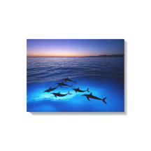 Mitternachtsdolphine