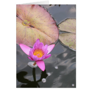 Mittsommer Wasserlilie