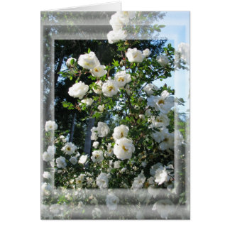 Mittsommerliche Rose