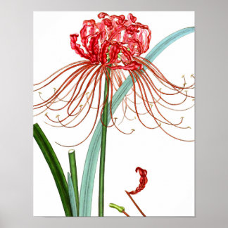 Mix Flora 601 Print #2 Red Spider Lily Blume Poster