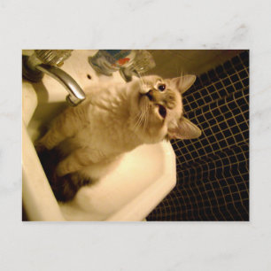 Mix Kitten Postkarte