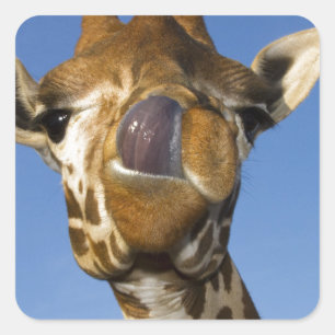 Mmmmm Mmmmm gut Quadratischer Aufkleber