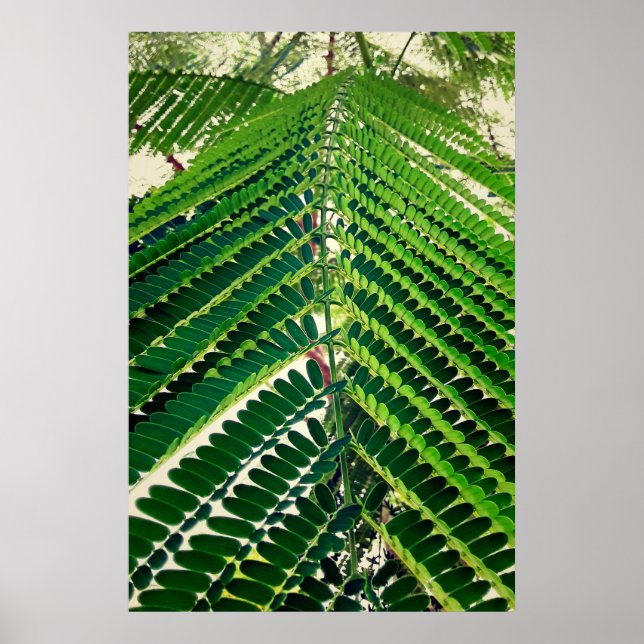 mni folha poster (Vorne)