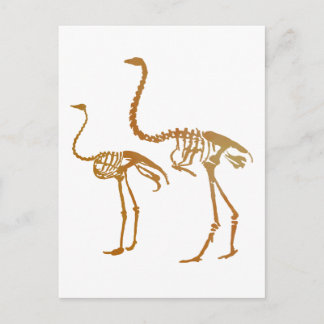 Moa und Straußenskelett Postkarte