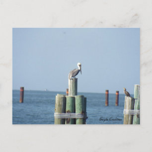 Mobile Bay pelican postcard: Golfküste, Alabama Postkarte
