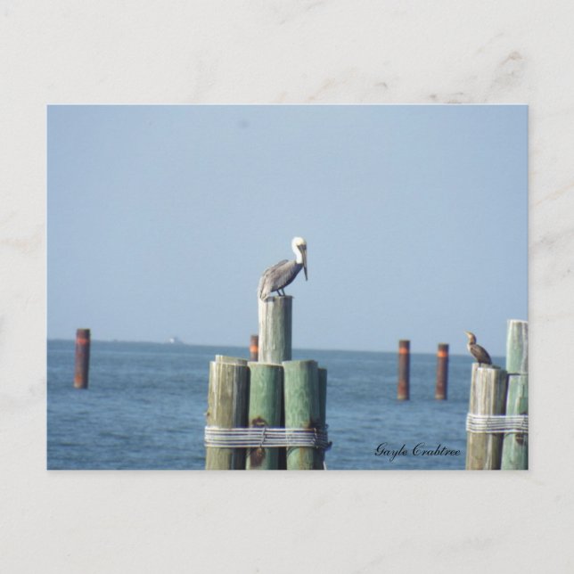 Mobile Bay pelican postcard: Golfküste, Alabama Postkarte (Vorderseite)
