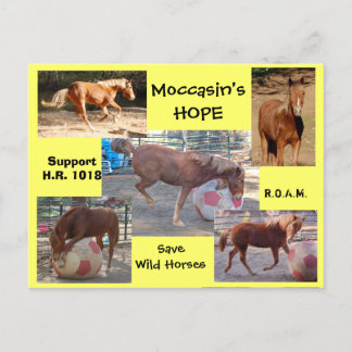 Moccasin's HOPE - rettend Wilde Pferde & Burros Postkarte