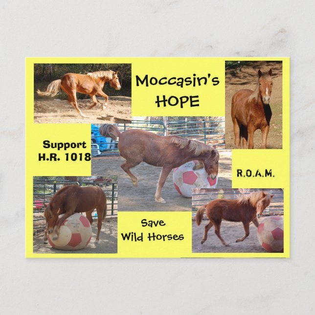 Moccasin's HOPE - rettend Wilde Pferde & Burros Postkarte (Vorderseite)