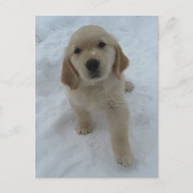 Möchten Sie hier sein? Postkarte (Vorderseite)