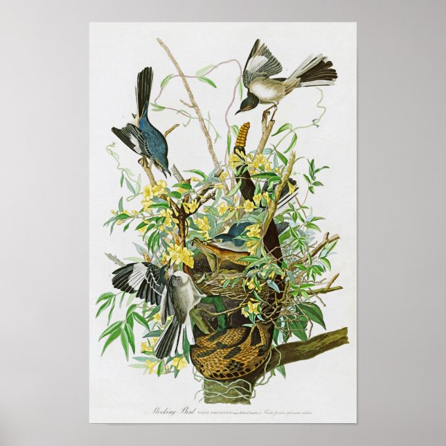 Mocking Bird John James Audubon Birds of America Poster (Vorne)