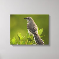 Mockingbird Bird Lovers Geschenke