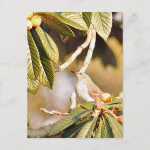 Mockingbird-Foto Postkarte