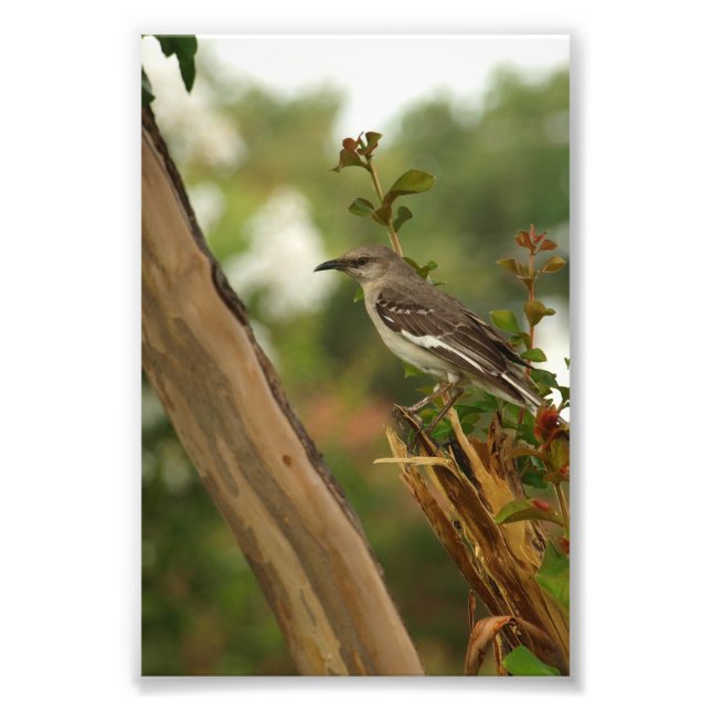 Mockingbird in einem Kirschbaum Fotodruck (Vorne)