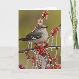 Mockingbird Perched on Icy Holly Branch Feiertagskarte