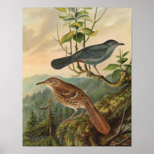 Mockingbird und Brown Thrasher Poster