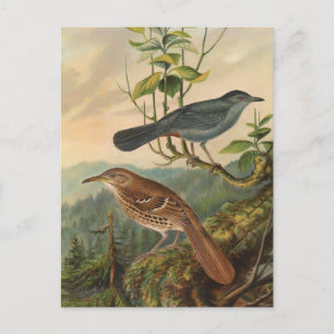 Mockingbird und Brown Thrasher Postkarte