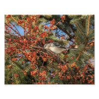 Mockingbird und Virginia-Strampler