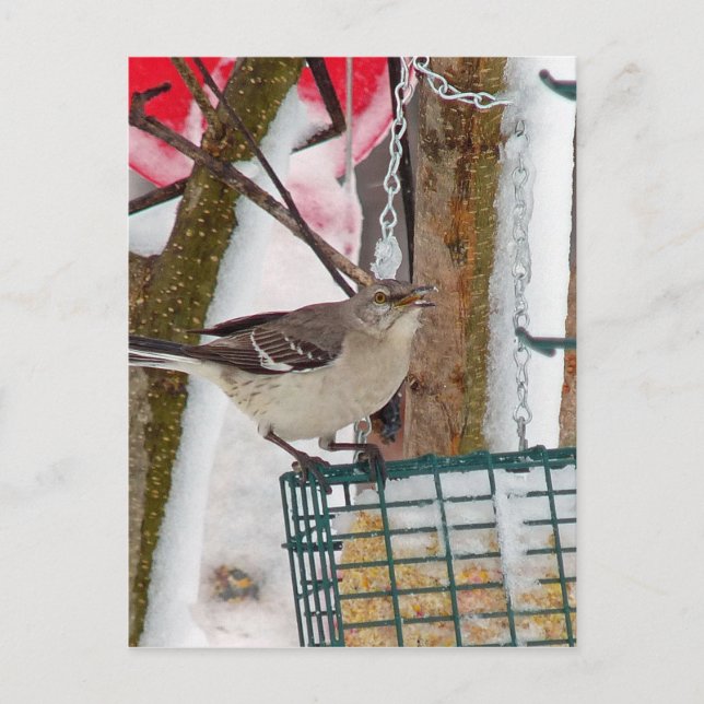 Mockingvogel Postkarte (Vorderseite)