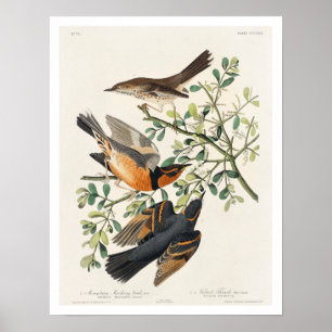 Mockvogel und Varieté von Audubon Poster