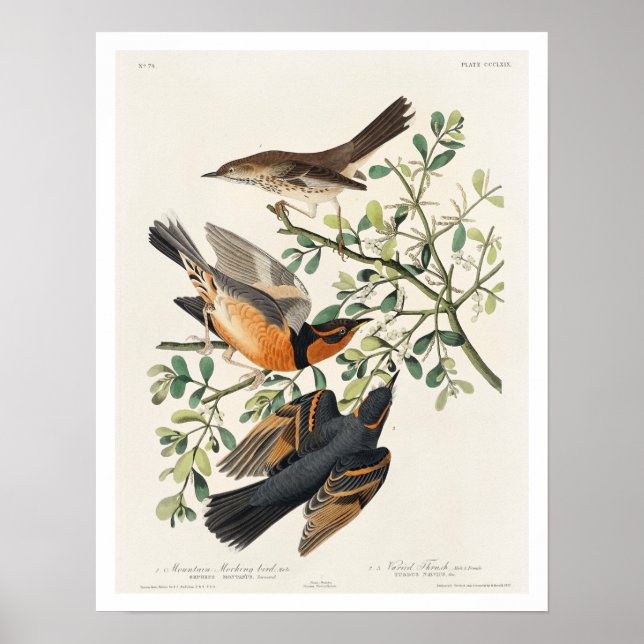 Mockvogel und Varieté von Audubon Poster (Vorne)