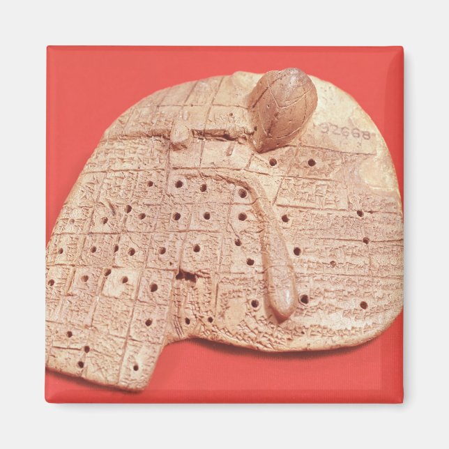 Modell der Schafsleber Magnet (Vorne)